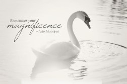 magnificence-swan